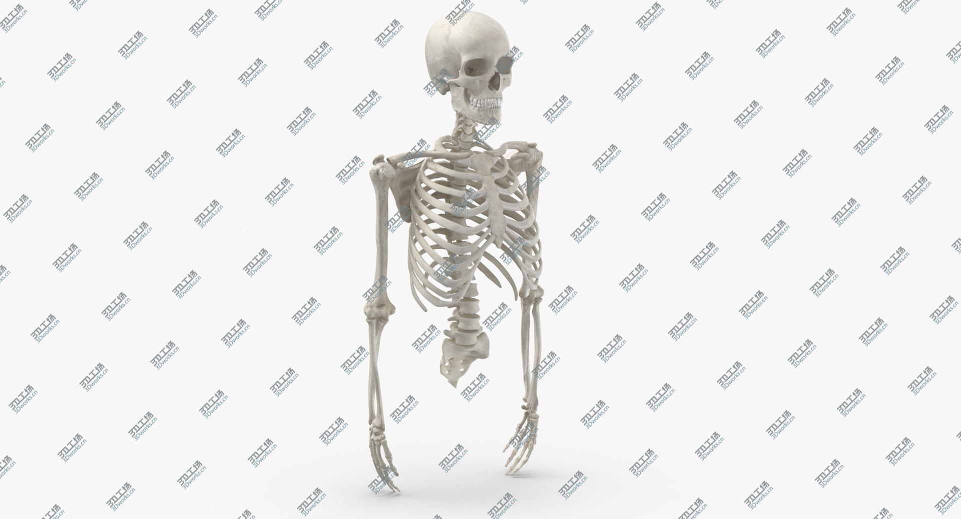 images/goods_img/202104023/Real Human Rib Cage Spine Male Skull Calvicle Scapula and Arms Bones Anatomy White 01 3D model/2.jpg